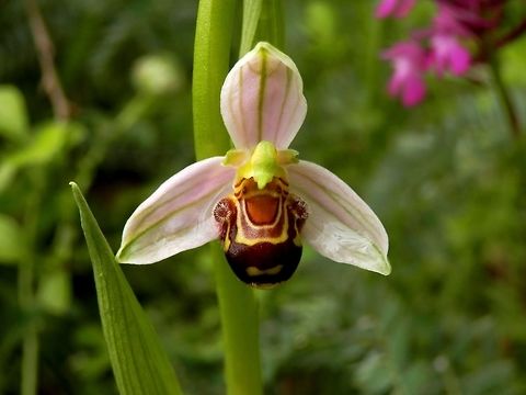 Bee orchid Found by the road somewhere in the Strandzha Mountain. The pink flowers in the background are pyramidal orchids (Anacamptis pyramidalis). Bulgaria,Ophrys apifera,Strandzha Nature Park
