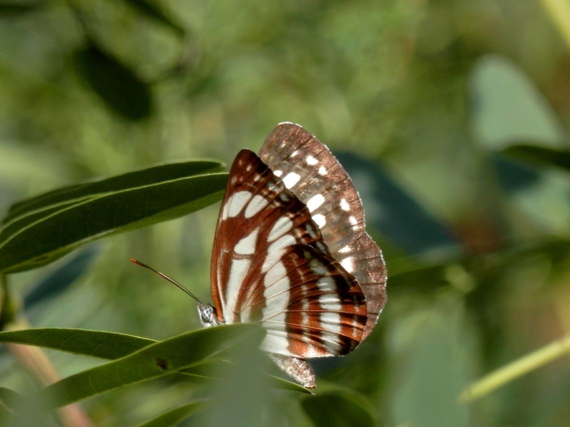Common glider side view  Bulgaria,Neptis sappho,Pallas Sailer