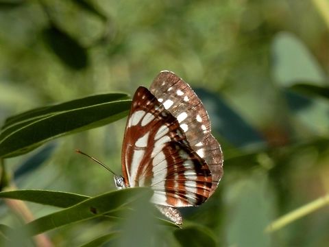 Common glider side view  Bulgaria,Neptis sappho,Pallas Sailer