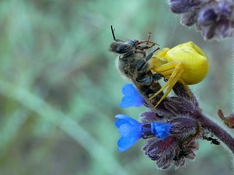 Heather crab spider with prey - the last dance Front
https://www.jungledragon.com/image/39525/heather_crab_spider_with_prey.html Bulgaria,Strandzha Nature Park,Thomisus onustus