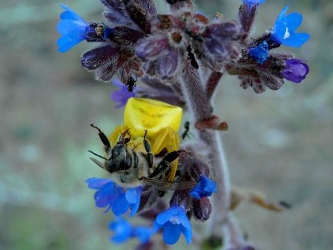 Heather crab spider with prey Side view
https://www.jungledragon.com/image/39524/heather_crab_spider_with_prey.html Bulgaria,Strandzha Nature Park,Thomisus onustus