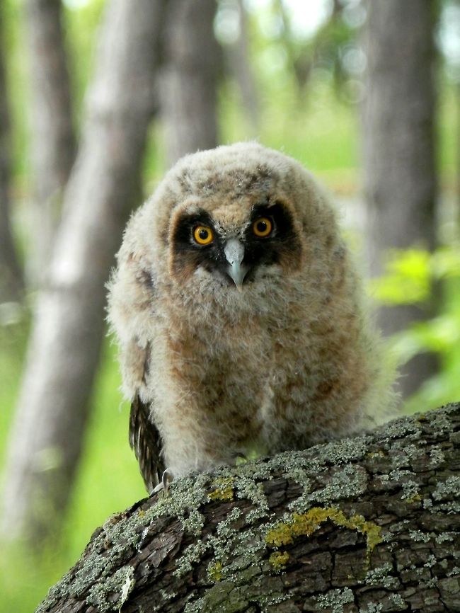 Long-eared owl chick This chick had fallen from the nest so we put it up on a tree.<br />
<figure class="photo"><a href="https://www.jungledragon.com/image/39649/long-eared_owl_chick.html" title="Long-eared owl chick"><img src="https://s3.amazonaws.com/media.jungledragon.com/images/651/39649_thumb.JPG?AWSAccessKeyId=05GMT0V3GWVNE7GGM1R2&Expires=1759968010&Signature=wBllcvsuS69qVdT40QpxfPX7HqQ%3D" width="200" height="150" alt="Long-eared owl chick This chick had fallen from the nest so we put it up on a tree.<br />
https://www.jungledragon.com/image/39639/long-eared_owl_chick.html<br />
Here it spreads it&#039;s wings to look bigger and clatters to intimidate the enemy. Check this video:<br />
https://www.jungledragon.com/video/388/jonge_ransuil_op_minicamping_kijktuin_wildemansheerd_te_schildwolde.html<br />
One of the parents was flying around in the trees.<br />
https://www.jungledragon.com/image/39648/long-eared_owl_asio_otus.html Asio otus,Bulgaria,Long-eared Owl" /></a></figure><br />
One of the parents was flying around in the trees.<br />
<figure class="photo"><a href="https://www.jungledragon.com/image/39648/long-eared_owl.html" title="Long-eared owl"><img src="https://s3.amazonaws.com/media.jungledragon.com/images/651/39648_thumb.JPG?AWSAccessKeyId=05GMT0V3GWVNE7GGM1R2&Expires=1759968010&Signature=TsBpzTPACJX%2FLybTzbkNOIh3vd8%3D" width="200" height="150" alt="Long-eared owl This chick had fallen from the nest so we put it up on a tree.<br />
https://www.jungledragon.com/image/39649/long-eared_owl_chick.html<br />
https://www.jungledragon.com/image/39639/long-eared_owl_chick.html<br />
One of the parents was flying around in the trees. Asio otus,Bulgaria,Long-eared Owl" /></a></figure> Asio otus,Bulgaria,Long-eared Owl