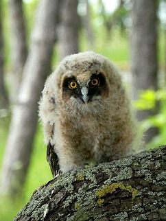 Long-eared owl chick This chick had fallen from the nest so we put it up on a tree.
https://www.jungledragon.com/image/39649/long-eared_owl_chick.html
One of the parents was flying around in the trees.
https://www.jungledragon.com/image/39648/long-eared_owl_asio_otus.html Asio otus,Bulgaria,Long-eared Owl