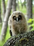 Long-eared owl chick This chick had fallen from the nest so we put it up on a tree.<br />
https://www.jungledragon.com/image/39649/long-eared_owl_chick.html<br />
One of the parents was flying around in the trees.<br />
https://www.jungledragon.com/image/39648/long-eared_owl_asio_otus.html Asio otus,Bulgaria,Long-eared Owl