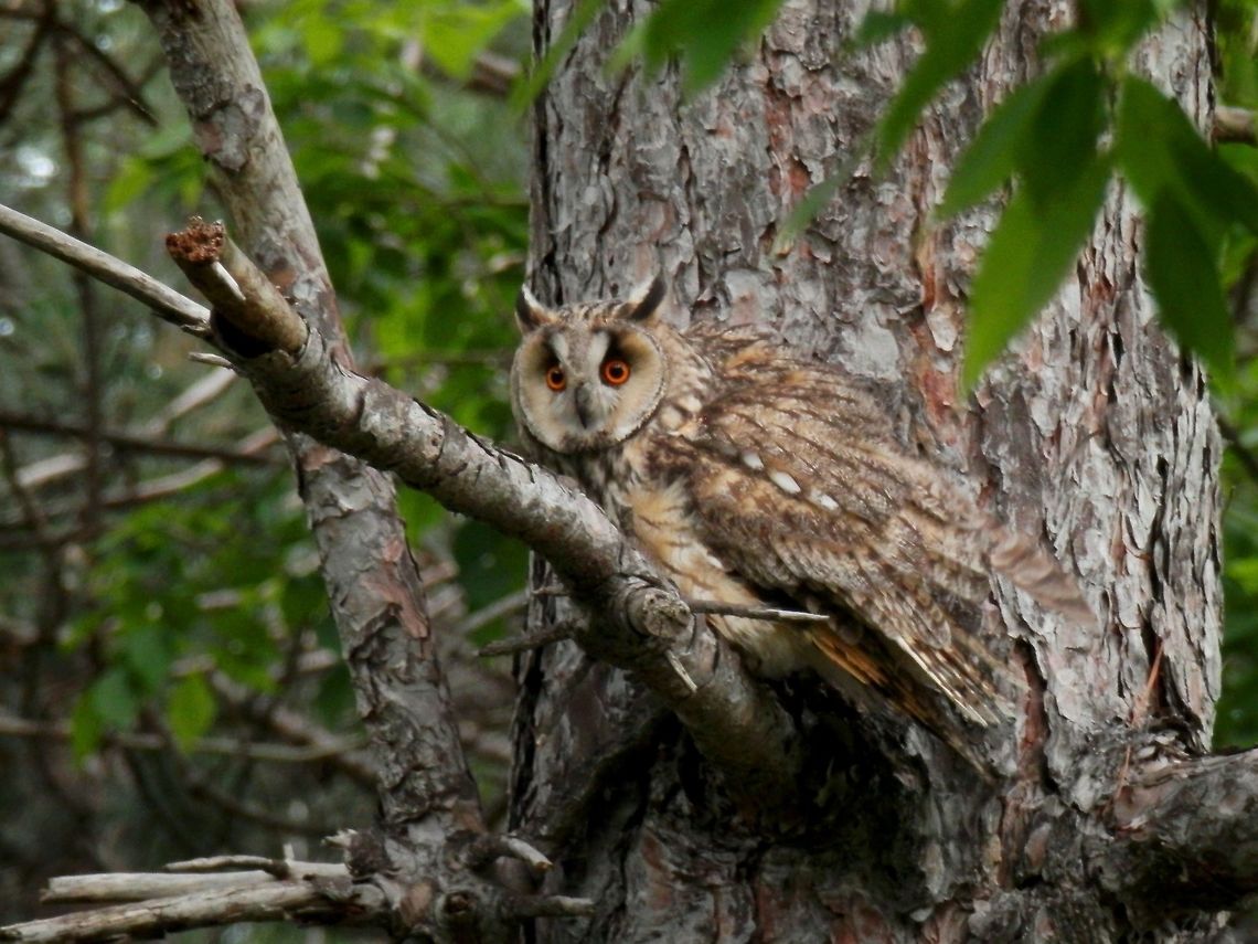 Long-eared owl This chick had fallen from the nest so we put it up on a tree.<br />
<figure class="photo"><a href="https://www.jungledragon.com/image/39649/long-eared_owl_chick.html" title="Long-eared owl chick"><img src="https://s3.amazonaws.com/media.jungledragon.com/images/651/39649_thumb.JPG?AWSAccessKeyId=05GMT0V3GWVNE7GGM1R2&Expires=1759968010&Signature=wBllcvsuS69qVdT40QpxfPX7HqQ%3D" width="200" height="150" alt="Long-eared owl chick This chick had fallen from the nest so we put it up on a tree.<br />
https://www.jungledragon.com/image/39639/long-eared_owl_chick.html<br />
Here it spreads it&#039;s wings to look bigger and clatters to intimidate the enemy. Check this video:<br />
https://www.jungledragon.com/video/388/jonge_ransuil_op_minicamping_kijktuin_wildemansheerd_te_schildwolde.html<br />
One of the parents was flying around in the trees.<br />
https://www.jungledragon.com/image/39648/long-eared_owl_asio_otus.html Asio otus,Bulgaria,Long-eared Owl" /></a></figure><br />
<figure class="photo"><a href="https://www.jungledragon.com/image/39639/long-eared_owl_chick.html" title="Long-eared owl chick"><img src="https://s3.amazonaws.com/media.jungledragon.com/images/651/39639_thumb.JPG?AWSAccessKeyId=05GMT0V3GWVNE7GGM1R2&Expires=1759968010&Signature=loSzj1ouuOGWiMcpIOD67E3ccEo%3D" width="114" height="152" alt="Long-eared owl chick This chick had fallen from the nest so we put it up on a tree.<br />
https://www.jungledragon.com/image/39649/long-eared_owl_chick.html<br />
One of the parents was flying around in the trees.<br />
https://www.jungledragon.com/image/39648/long-eared_owl_asio_otus.html Asio otus,Bulgaria,Long-eared Owl" /></a></figure><br />
One of the parents was flying around in the trees. Asio otus,Bulgaria,Long-eared Owl