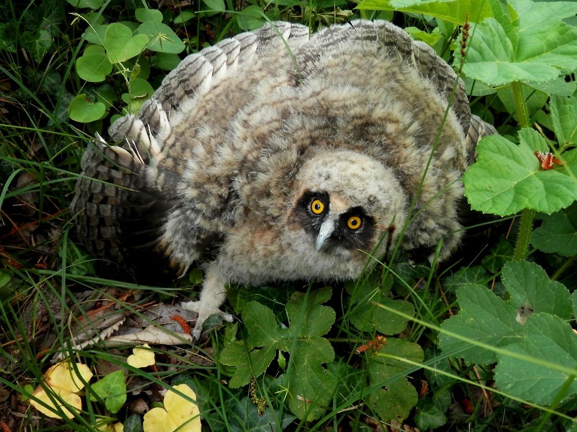 Long-eared owl chick This chick had fallen from the nest so we put it up on a tree.<br />
<figure class="photo"><a href="https://www.jungledragon.com/image/39639/long-eared_owl_chick.html" title="Long-eared owl chick"><img src="https://s3.amazonaws.com/media.jungledragon.com/images/651/39639_thumb.JPG?AWSAccessKeyId=05GMT0V3GWVNE7GGM1R2&Expires=1759968010&Signature=loSzj1ouuOGWiMcpIOD67E3ccEo%3D" width="114" height="152" alt="Long-eared owl chick This chick had fallen from the nest so we put it up on a tree.<br />
https://www.jungledragon.com/image/39649/long-eared_owl_chick.html<br />
One of the parents was flying around in the trees.<br />
https://www.jungledragon.com/image/39648/long-eared_owl_asio_otus.html Asio otus,Bulgaria,Long-eared Owl" /></a></figure><br />
Here it spreads it&#039;s wings to look bigger and clatters to intimidate the enemy. Check this video:<br />
<a href="https://www.jungledragon.com/video/388/jonge_ransuil_op_minicamping_kijktuin_wildemansheerd_te_schildwolde.html" rel="nofollow">https://www.jungledragon.com/video/388/jonge_ransuil_op_minicamping_kijktuin_wildemansheerd_te_schildwolde.html</a><br />
One of the parents was flying around in the trees.<br />
<figure class="photo"><a href="https://www.jungledragon.com/image/39648/long-eared_owl.html" title="Long-eared owl"><img src="https://s3.amazonaws.com/media.jungledragon.com/images/651/39648_thumb.JPG?AWSAccessKeyId=05GMT0V3GWVNE7GGM1R2&Expires=1759968010&Signature=TsBpzTPACJX%2FLybTzbkNOIh3vd8%3D" width="200" height="150" alt="Long-eared owl This chick had fallen from the nest so we put it up on a tree.<br />
https://www.jungledragon.com/image/39649/long-eared_owl_chick.html<br />
https://www.jungledragon.com/image/39639/long-eared_owl_chick.html<br />
One of the parents was flying around in the trees. Asio otus,Bulgaria,Long-eared Owl" /></a></figure> Asio otus,Bulgaria,Long-eared Owl