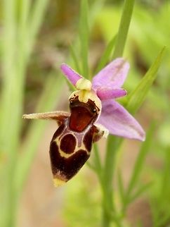 Ophrys scolopax subsp. cornuta  Bulgaria,Ophrys scolopax,Strandzha Nature Park,Woodcock bee-orchid