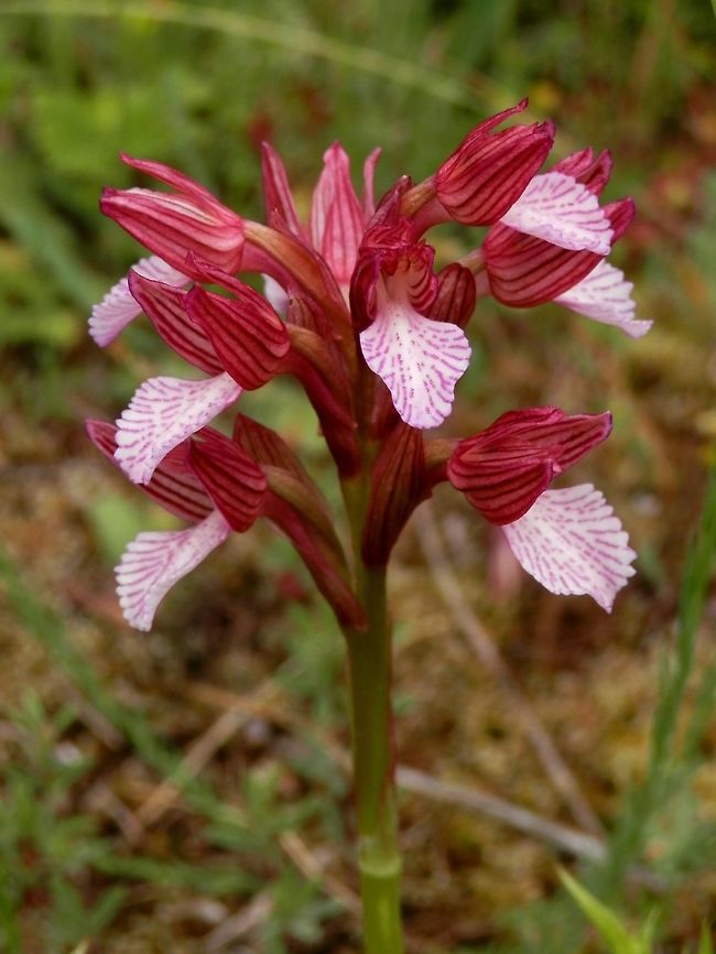 Pink butterfly orchid  Anacamptis papilionacea,Bulgaria,Strandzha Nature Park