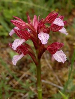Pink butterfly orchid  Anacamptis papilionacea,Bulgaria,Strandzha Nature Park