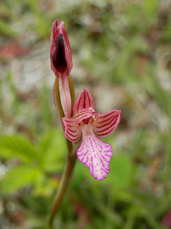 Pink butterfly orchid  Anacamptis papilionacea,Bulgaria,Strandzha Nature Park