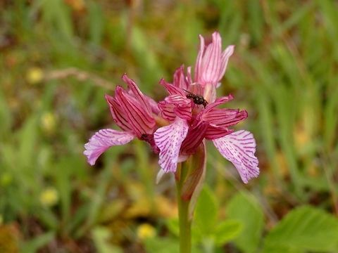 Pink butterfly orchid  Anacamptis papilionacea,Bulgaria,Strandzha Nature Park