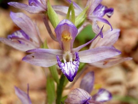 Violet Limodore  Bulgaria,Limodorum abortivum,Strandzha Nature Park