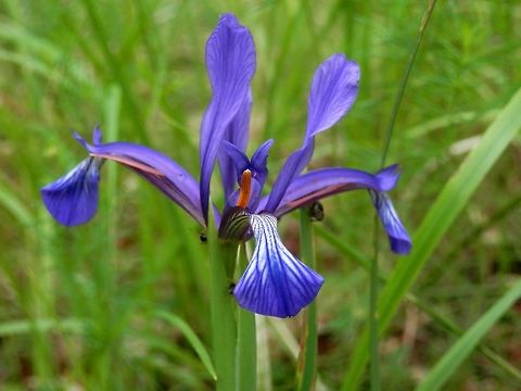Iris sintenisii  Bulgaria,Iris sintenisii,Strandzha Nature Park