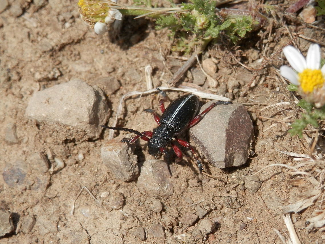 Dorcadion pedestre  Bulgaria,Dorcadion pedestre,Geotagged,Spring,Strandzha Nature Park