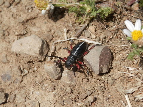 Dorcadion pedestre  Bulgaria,Dorcadion pedestre,Geotagged,Spring,Strandzha Nature Park