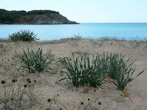 Sea daffodil In Bulgaria it is a protected species. Unfortunately, it was too early for the beautiful white flowers. Bulgaria,Geotagged,Pancratium maritimum,Sand Lily,Sea Daffodil,Spring,Strandzha Nature Park