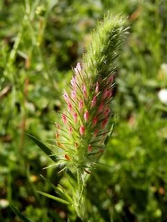 Red feather clover  Bulgaria,Red feather,Strandzha Nature Park,Trifolium rubens
