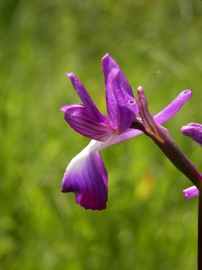 Loose-flowered orchid  Anacamptis laxiflora,Bulgaria,Strandzha Nature Park