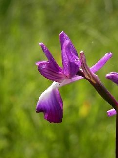 Loose-flowered orchid  Anacamptis laxiflora,Bulgaria,Strandzha Nature Park
