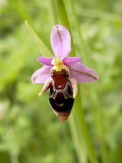 Ophrys scolopax subsp. cornuta  Bulgaria,Ophrys scolopax,Strandzha Nature Park,Woodcock bee-orchid