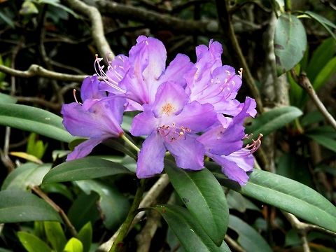 Rhododendron ponticum  Bulgaria,Geotagged,Rhododendron ponticum,Spring,Strandzha Nature Park
