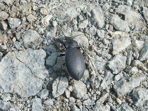 Carabus (Procrustes) coriaceus  Bulgaria,Carabus coriaceus