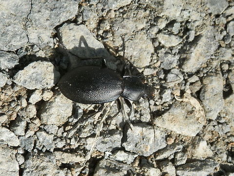 Carabus (Procrustes) coriaceus  Bulgaria,Carabus coriaceus