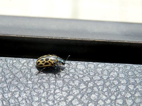 Chrysomela vigintipunctata  Bulgaria,Chrysomela vigintipunctata,Strandzha Nature Park