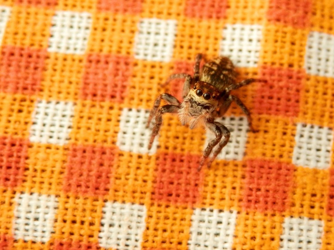 Jumping spider Carrhotus xanthogramma It jumped on my camera a couple of times while I was taking the photos. Carrhotus xanthogramma,Geotagged,Serbia,Spring