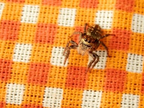 Jumping spider Carrhotus xanthogramma It jumped on my camera a couple of times while I was taking the photos. Carrhotus xanthogramma,Geotagged,Serbia,Spring