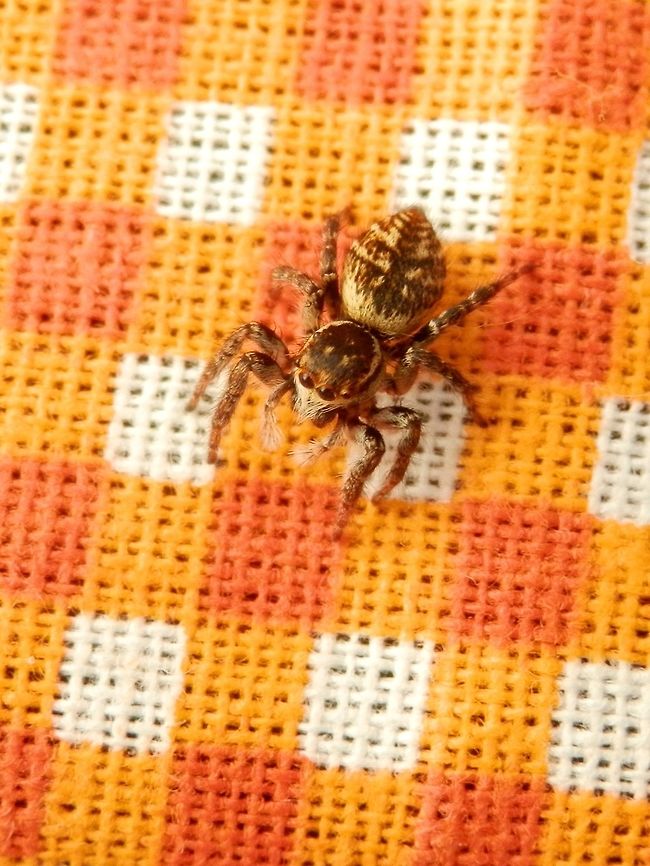 Jumping spider Carrhotus xanthogramma It jumped on my camera a couple of times while I was taking the photos.  Carrhotus xanthogramma,Serbia