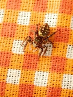 Jumping spider Carrhotus xanthogramma It jumped on my camera a couple of times while I was taking the photos.  Carrhotus xanthogramma,Serbia