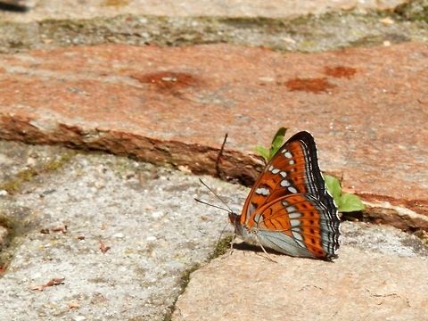 Poplar Admiral ventral side Dorsal side
https://www.jungledragon.com/image/40030/poplar_admiral_dorsal_side.html Bulgaria,Limenitis populi,Poplar admiral,Vitosha Mountain Nature Park