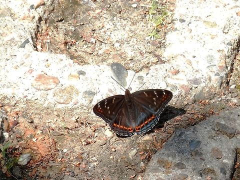 Poplar Admiral dorsal side Ventral side
https://www.jungledragon.com/image/40029/poplar_admiral_ventral_side.html Bulgaria,Limenitis populi,Poplar admiral,Vitosha Mountain Nature Park