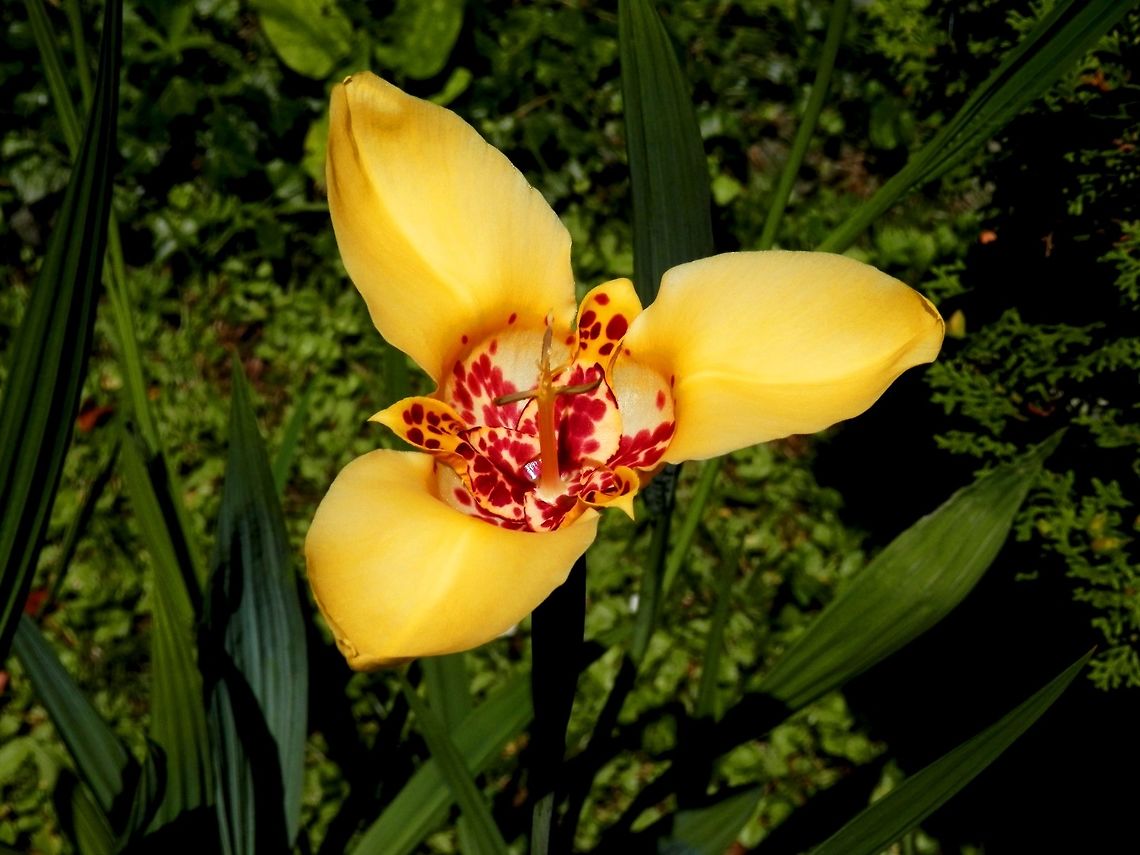 Tiger flower  Bulgaria,Tigridia pavonia