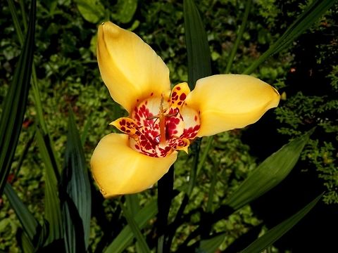 Tiger flower  Bulgaria,Tigridia pavonia