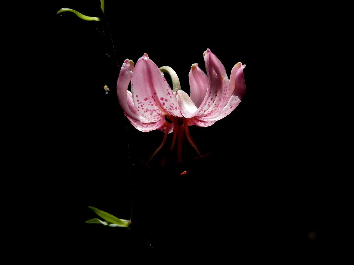 Martagon lily  Bulgaria,Lilium martagon,Vitosha Mountain Nature Park
