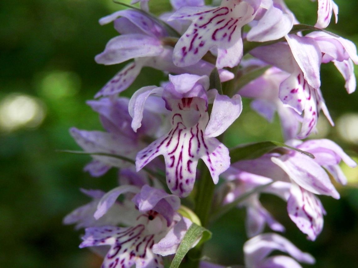 Sack-carrying Dactylorhiza  Bulgaria,Dactylorhiza saccifera,Vitosha Mountain Nature Park