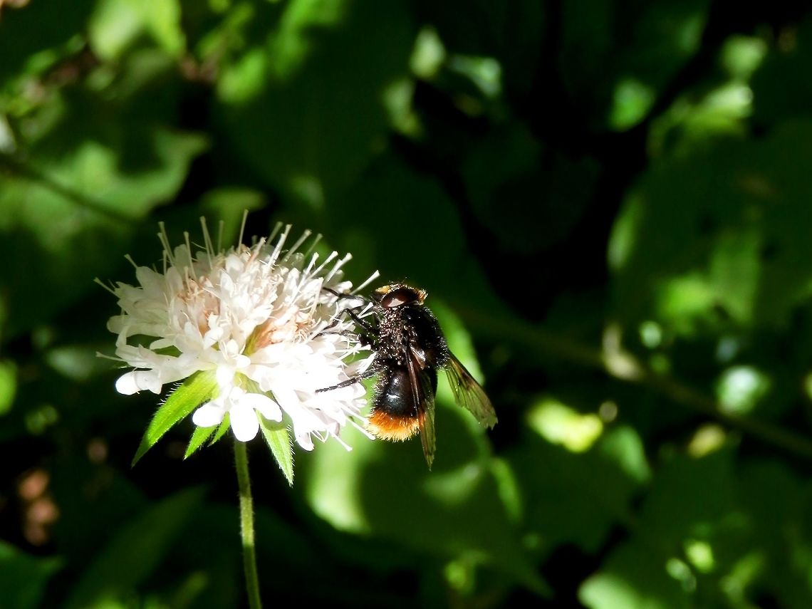 Bumblebee mimic hoverfly Volucella bombylans var. bombylans  Bulgaria,Vitosha Mountain Nature Park,Volucella bombylans