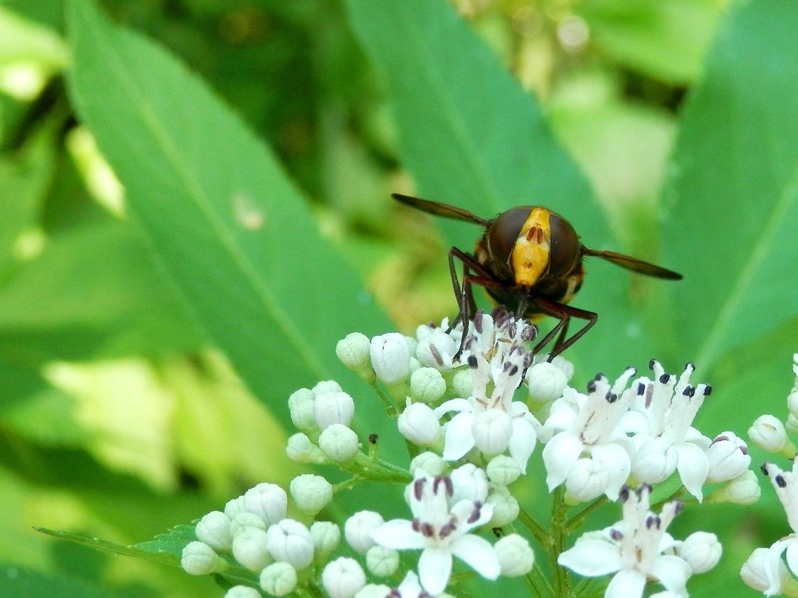 Hornet mimic hoverfly  Bulgaria,Hornet mimic hoverfly,Vitosha Mountain Nature Park,Volucella zonaria