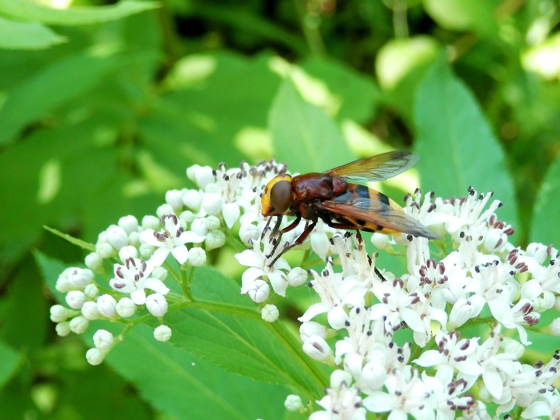Hornet mimic hoverfly  Bulgaria,Hornet mimic hoverfly,Vitosha Mountain Nature Park,Volucella zonaria