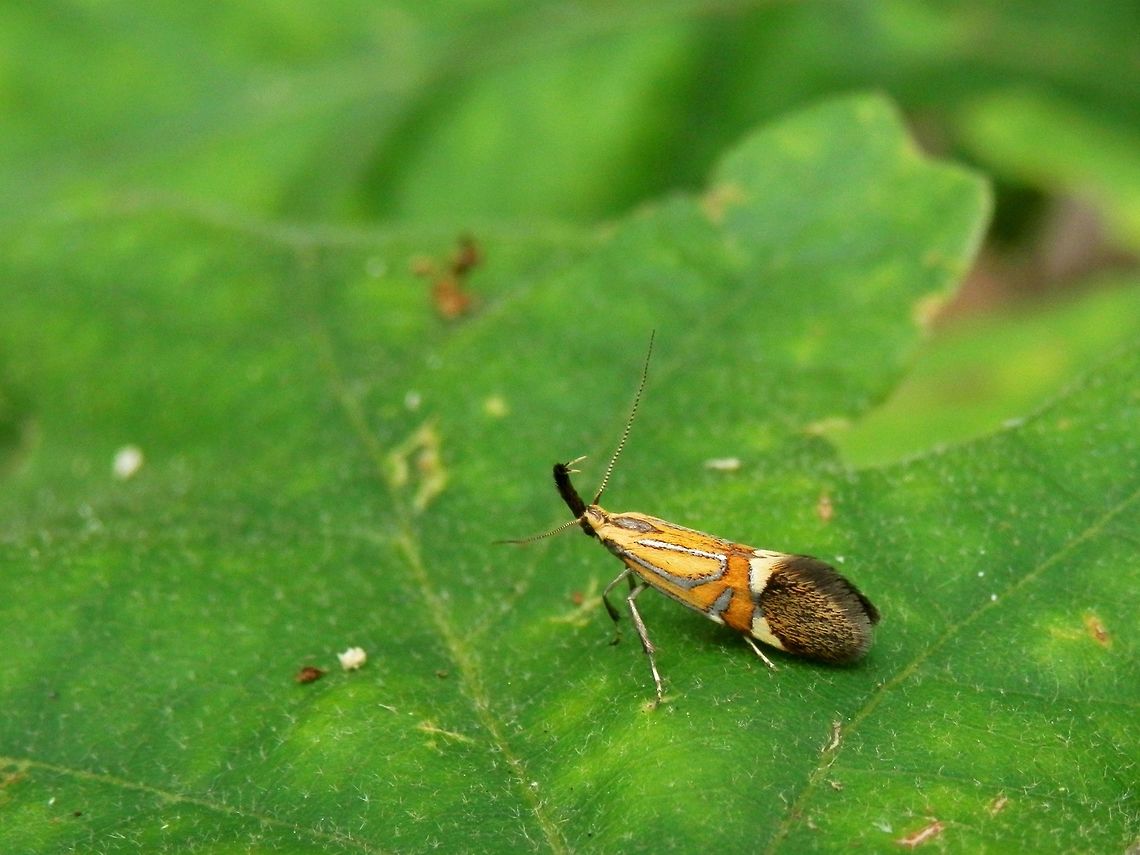 Alabonia staintoniella  Alabonia staintoniella,Bulgaria,Strandzha Nature Park