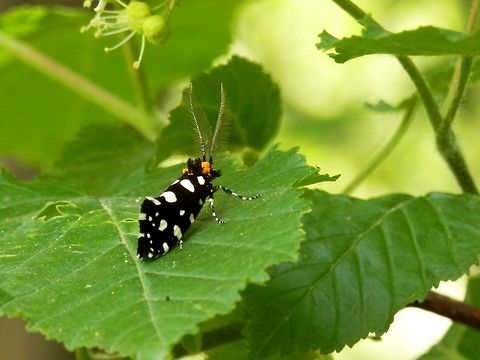 Euplocamus anthracinalis  Bulgaria,Euplocamus anthracinalis,Moth Week 2018,South park