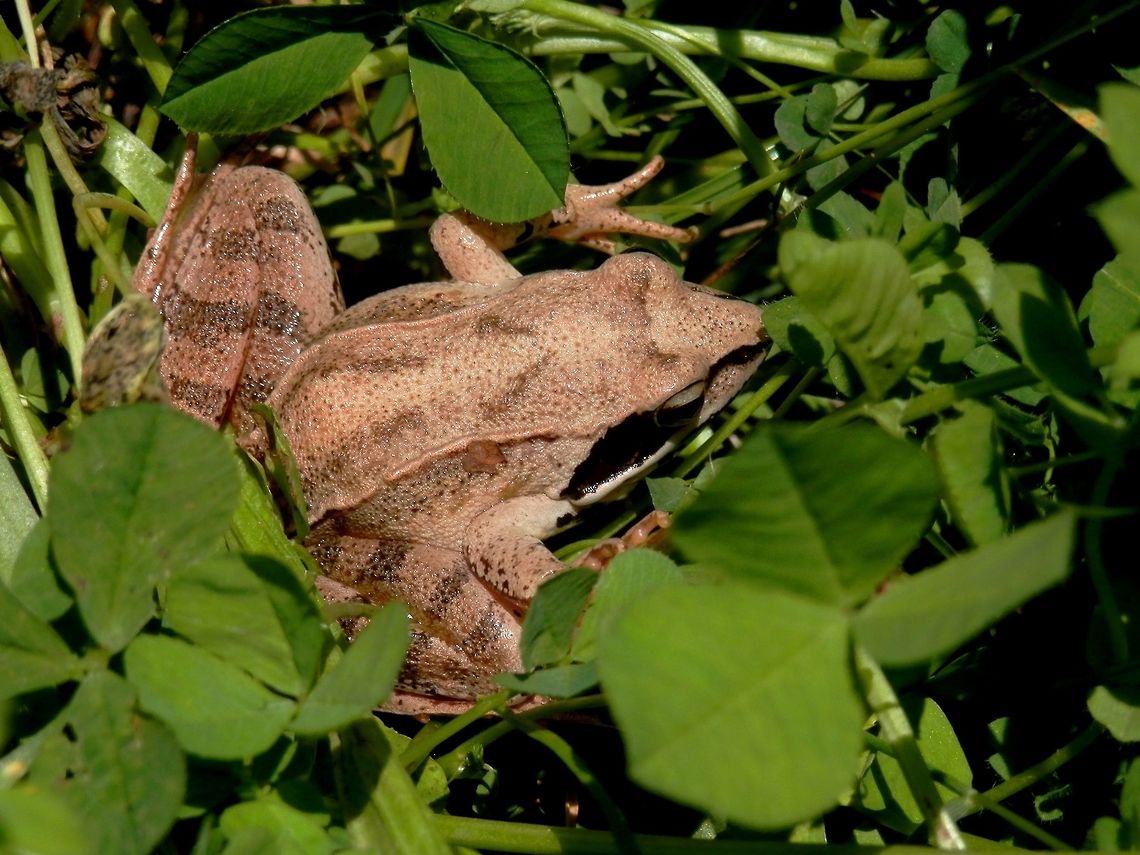 Agile frog  Agile frog,Bulgaria,Geotagged,Rana dalmatina,Spring,Strandzha Nature Park