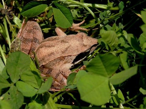 Agile frog  Agile frog,Bulgaria,Geotagged,Rana dalmatina,Spring,Strandzha Nature Park