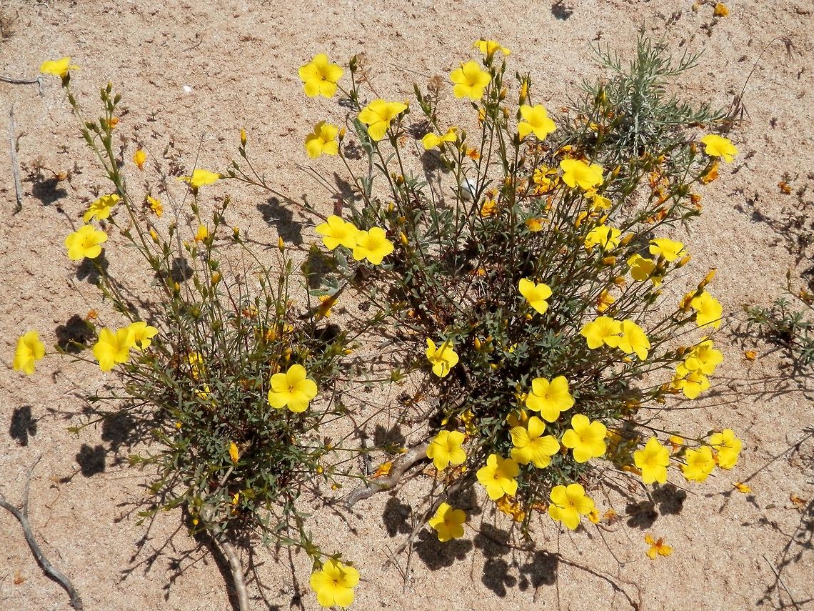 Linum tauricum bulgaricum This plant is growing on the sand dunes. Bulgaria,Linum tauricum,Strandzha Nature Park