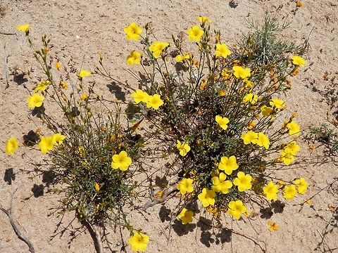 Linum tauricum bulgaricum This plant is growing on the sand dunes. Bulgaria,Linum tauricum,Strandzha Nature Park