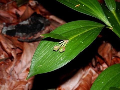 Ruscus hypoglossum Young fruits growing from the middle of the leaf. Later they will become red. Bulgaria,Mouse Thorn,Ruscus hypoglossum,Strandzha Nature Park