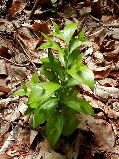 Ruscus hypoglossum Young plant in the forest Bulgaria,Mouse Thorn,Ruscus hypoglossum,Strandzha Nature Park