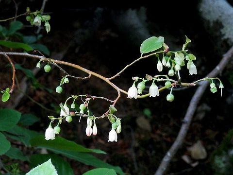 Caucasian whortleberry It was dark and I was hanging on a steep slope so most of the photos were out of focus. I should have used the flash... Bulgaria,Strandzha Nature Park,Vaccinium arctostaphylos